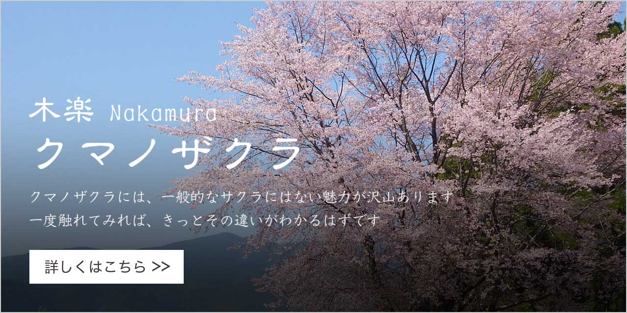 木楽Nakamuraのクマノザクラ
